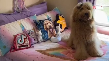 La chambre de ce toutou est mieux équipée que la vôtre et... c'est fascinant à regarder (vidéo)