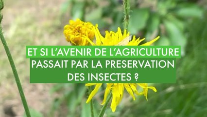 Et si l'avenir de l'agriculture passait par la préservation des insectes ?