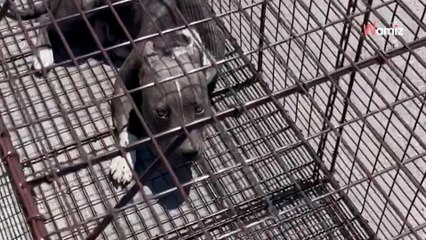 Une chienne est retrouvée dans une zone industrielle : sa tristesse va vous émouvoir !