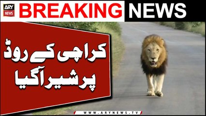 Karachi Kay Road Par Sher Agaya - BIG NEWS