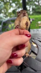 Donner des cacahuètes à une adorable maman tamia