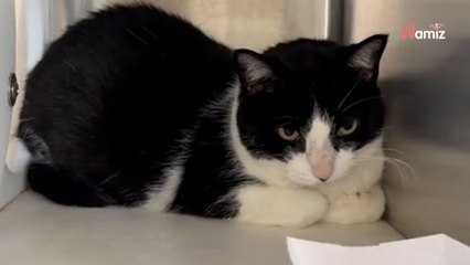 Après avoir vécu 8 ans dans la même maison, un chat se réveille un matin avec une atroce surprise (vidéo)