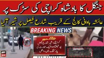 Lion spotted in Shahrah Faisal, Karachi - Latest Updates