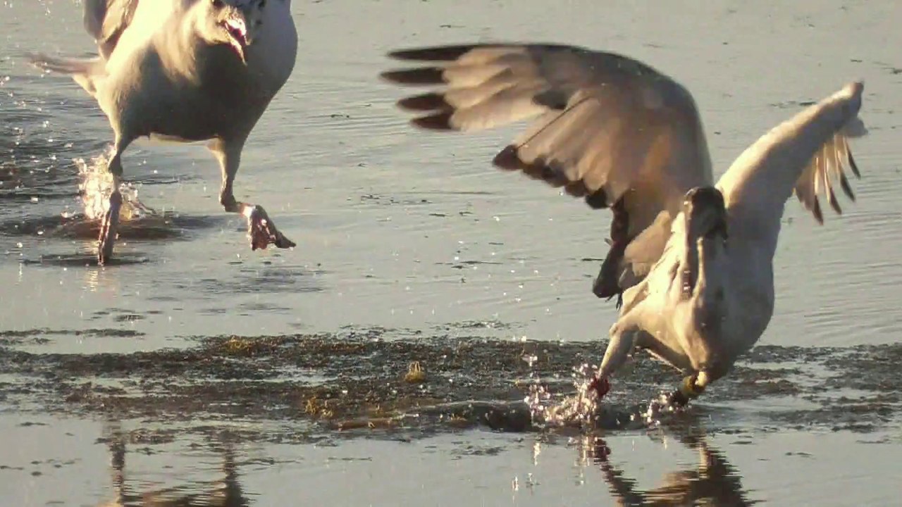 Mouettes et goélands, ces opportunistes !