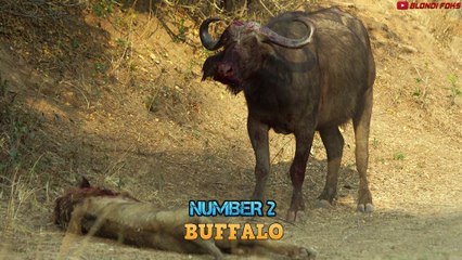 Top 10 Brutal Animals That Made a Lion's Face Like This! - Blondi Foks