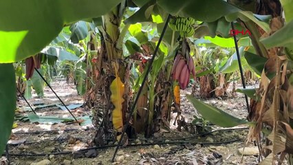 Esrarengiz bir şekilde ortadan kaybolan ünlü ekonomist Korhan Berzeg'in köpeği 74 gün sonra eve geri döndü