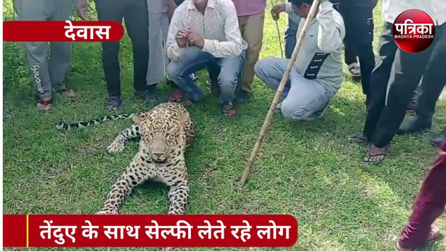 VIDEO : जंगल में तेंदुए के साथ सेल्फी लेते लोग