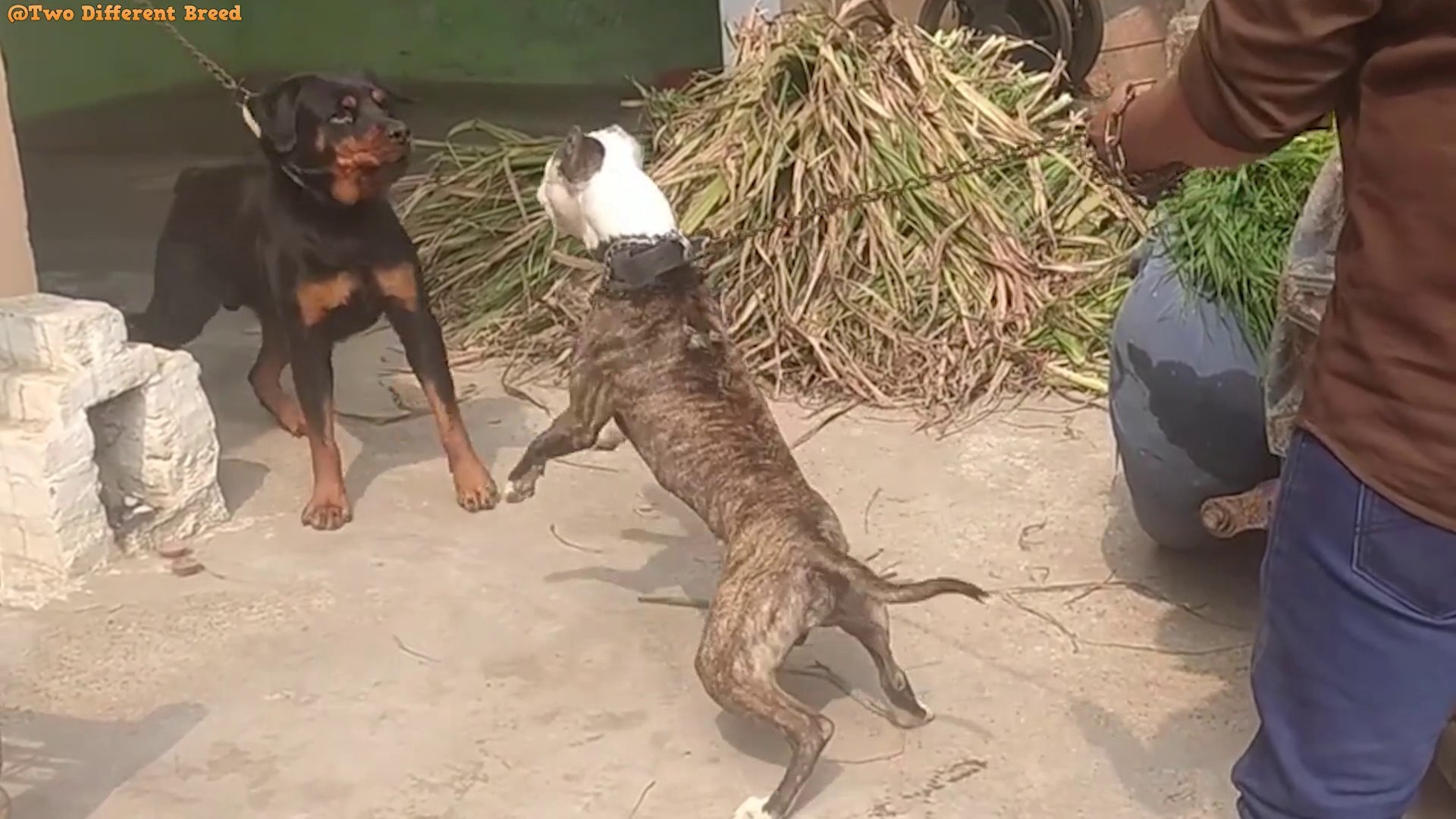 Pitbull Dog VS Rottweiler - Rottweiler VS Pitbull Dog Real Video - Blondi  Foks - video Dailymotion, image size:1920x1080