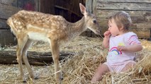 Rescue Deer Becomes Best Friends With Toddler