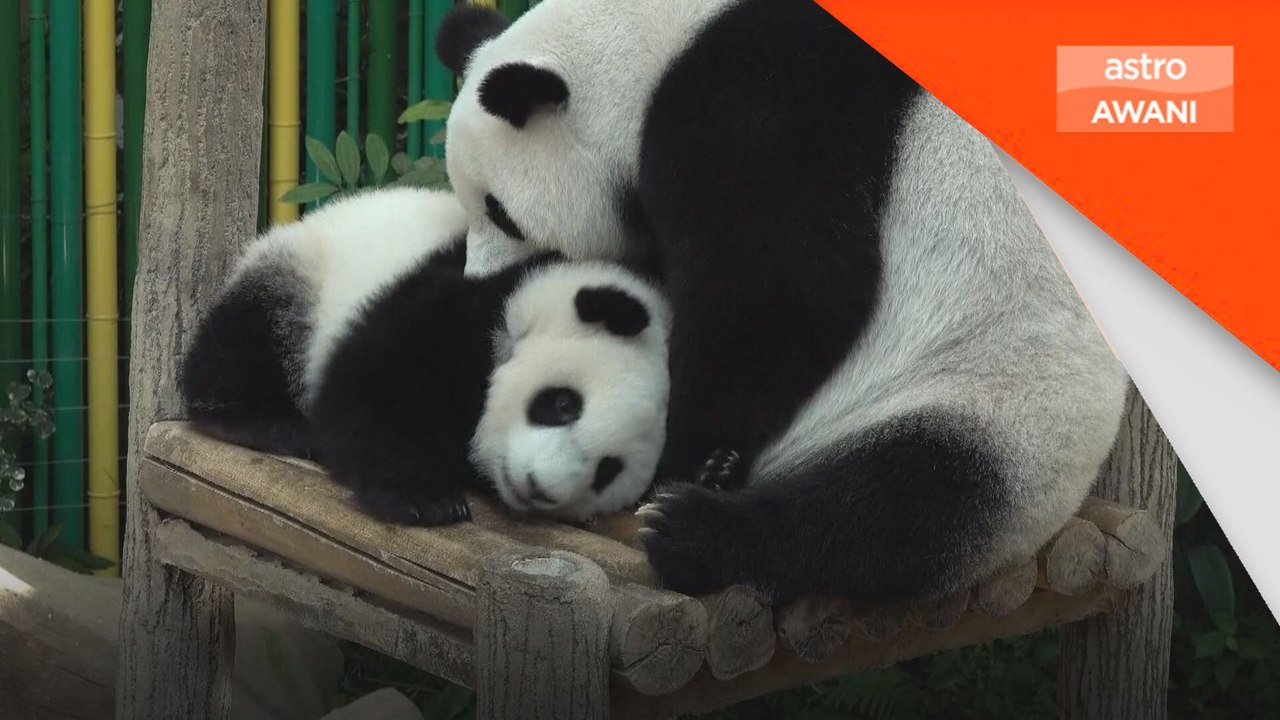 Diiktiraf antara penjaga panda gergasi terbaik dunia