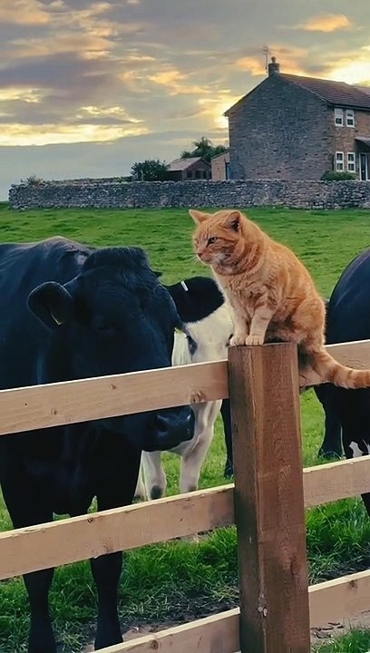 pets cats funny animal video