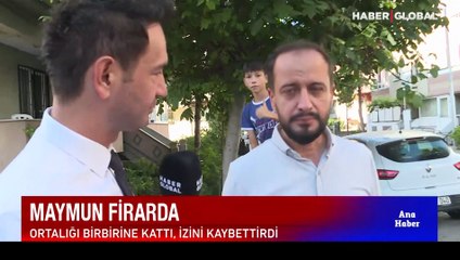 Büyükçekmece'de maymun alarmı! Vatandaşlar korku ve panik yaşadı