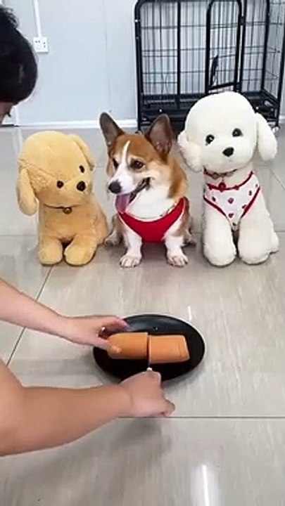 Cute funny video