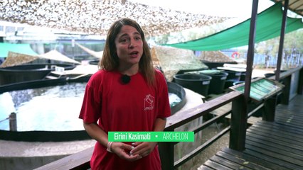 ARCHELON o la organización que vela por la salud de las tortugas marinas en Grecia