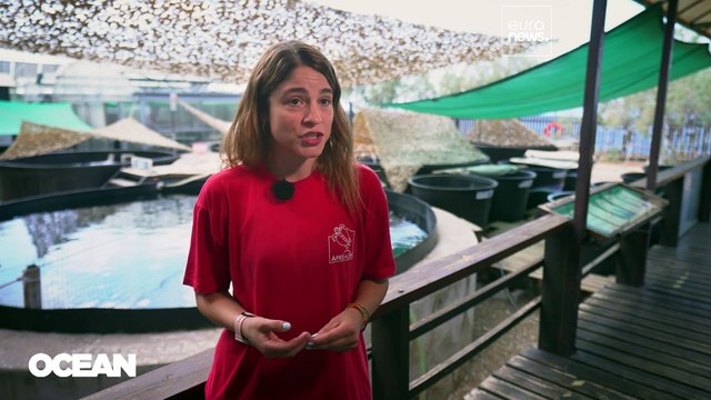 La notable labor humana para tratar de proteger a las especies marinas que pueblan nuestros mares