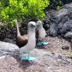 Blue footed bird