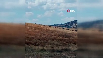 Çorum'da şaşırtıcı domuz sürüsü görüntülendi