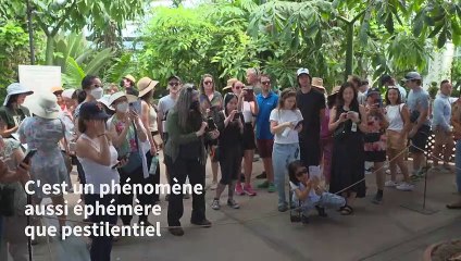 "Comme une benne à ordures": une fleur cadavre empeste un jardin californien