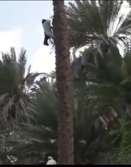 Goat unleashed! Perhaps you haven't watched it before....