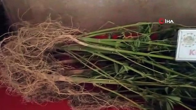 Aksaray'da Uyuşturucu Operasyonu: 473 Gram Esrar ve 39 Kök Kenevir Ele Geçirildi