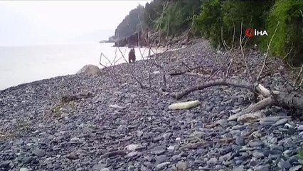 Sahil Kenarında Koşturan Ayı Fotokapana Yakalandı