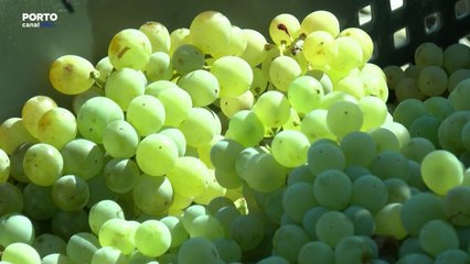 Produtores de vinho no Douro preocupados com vindimas