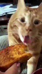 Funny expressions of cats compilation