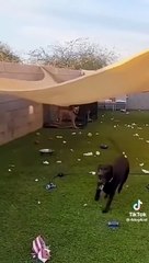 Cute and Funny Animal Video__ Funniest Viral Puppy Cat clips__