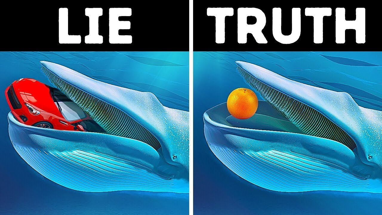 Can Blue Whale Swallow A Car And 10 Animal Myth Debunked - video