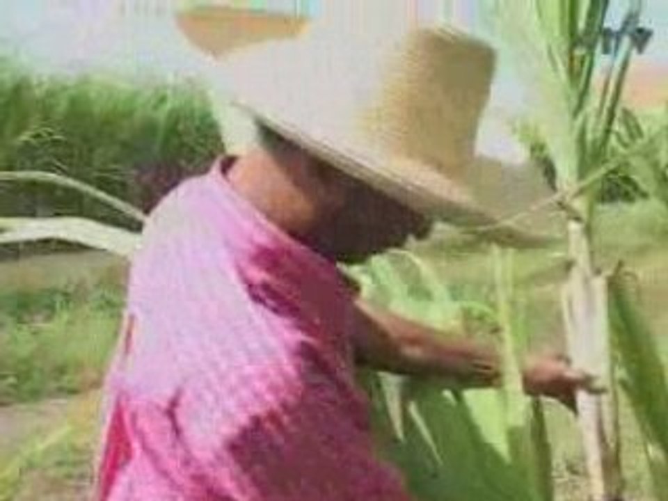 CTCS Martinique - Campagne sucriere 2008