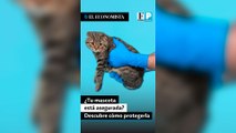 ¿Tu mascota está asegurada? Descubre cómo protegerla en caso de enfermedad o accidente