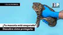 ¿Tu mascota está asegurada? Descubre cómo protegerla en caso de enfermedad o accidente