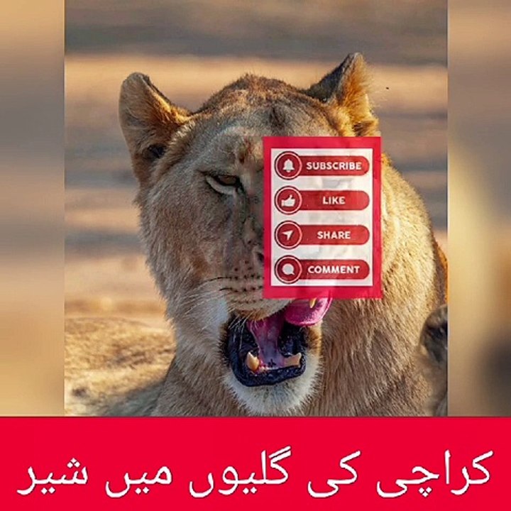 Real Lion in the City