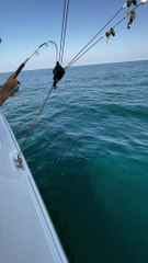 Fisherman Fumble Tuna Fish Catch