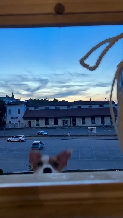 Un Jack Russel Terrier Jumpy