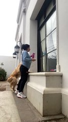 Golden Retriever veut juste jouer