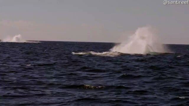 Les baleines à bosse effectuent une triple brèche