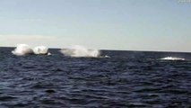Les baleines à bosse effectuent une fente à trois têtes