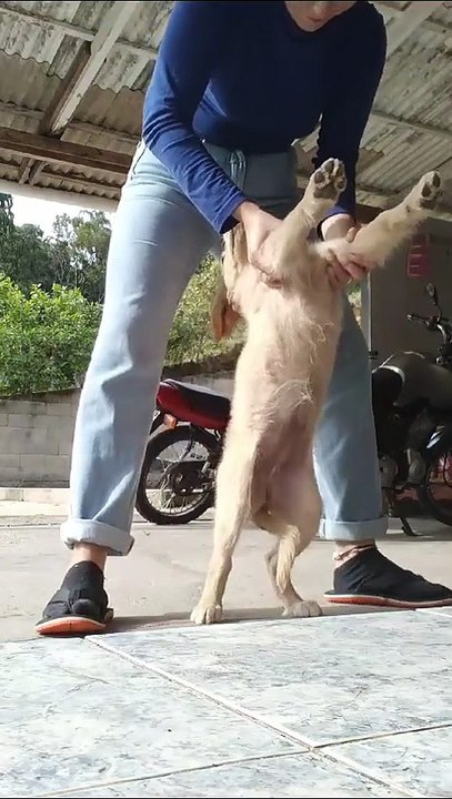 C'est un chiot extrêmement détendu