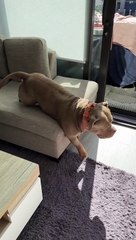 Big Stretch From Beefy American Bully