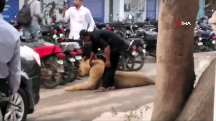 Le lion s'est échappé du véhicule de transport à Karachi, au Pakistan, provoquant la panique