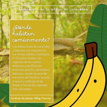 -ANDRÉS DE JESÚS VÉLEZ FRANCO- EL PELIGRO DE LA PLAGA DE CARACOLES (PARTE 1) (@AndresdeJesus90)