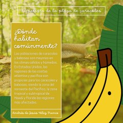 -ANDRÉS DE JESÚS VÉLEZ FRANCO- EL PELIGRO DE LA PLAGA DE CARACOLES (PARTE 1) (@AndresdeJesus90)