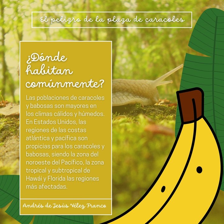 -ANDRÉS DE JESÚS VÉLEZ FRANCO- EL PELIGRO DE LA PLAGA DE CARACOLES (PARTE 1) (@AndresdeJesus90)