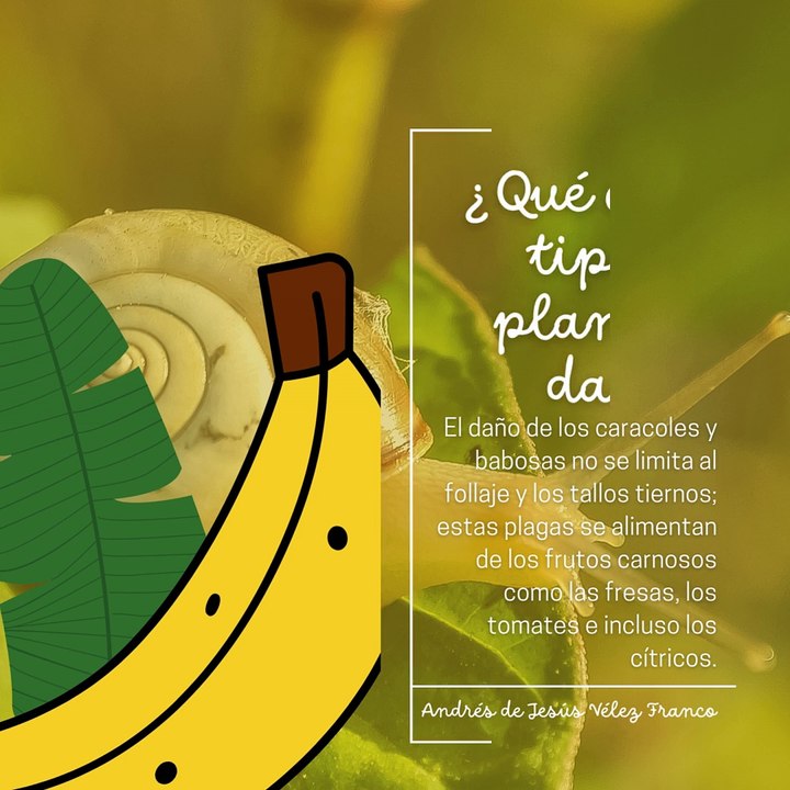 -ANDRÉS DE JESÚS VÉLEZ FRANCO- CARACOLES: ¿TRANSMITEN ENFERMEDADES A LOS HUMANOS? (PARTE 2) (@AndresdeJesus90)