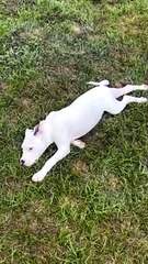 The Zoomies Have Landed