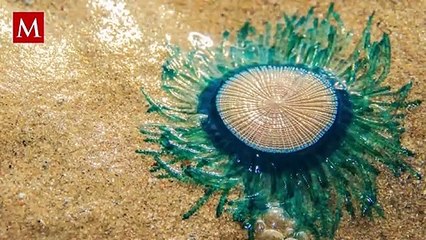 Sorprendente avistamiento de una extraña medusa en las aguas de Playa Miramar