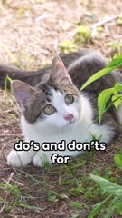Stray Cats 101_ The 5 Do's and Don'ts