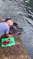 Nourrir une raie manta sauvage