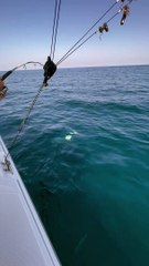 Fisherman Fumble Tuna Fish Catch